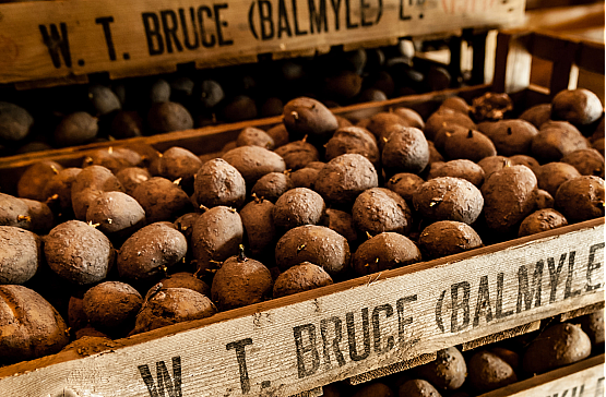 Potatoes - Bruce Farms